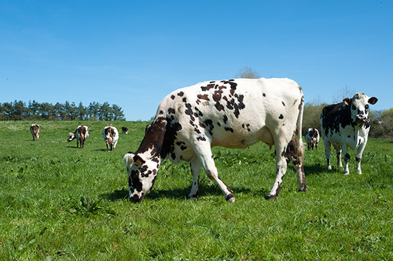 Vache lait paturé