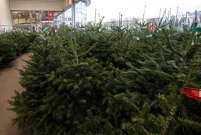 Sapin chez Bricomarché et Bricorama